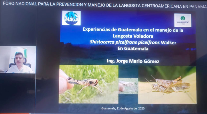 ipsa-participa-en-foro-sobre-manejo-langosta-centroamericana